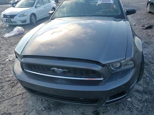 2013 Ford Mustang VIN: 1ZVBP8AM0D5273613 Lot: 71503525